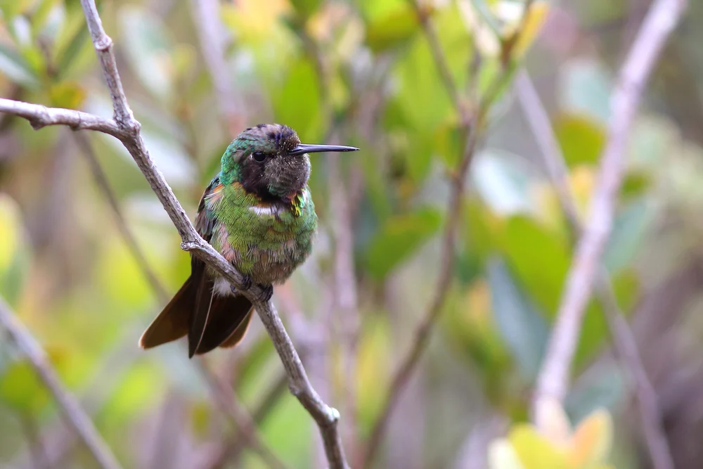 Brillant-Schmuckvogel (Augastes lumachella)
