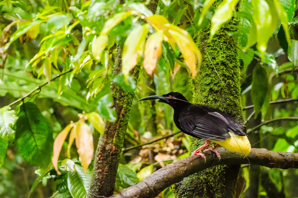 Brillantukan (Seleucidis melanoleucus)