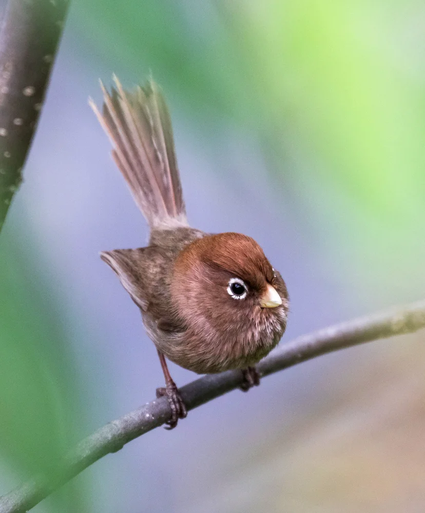 Brillen-Baumhäherling (Kinghorn-Schlanknatter)