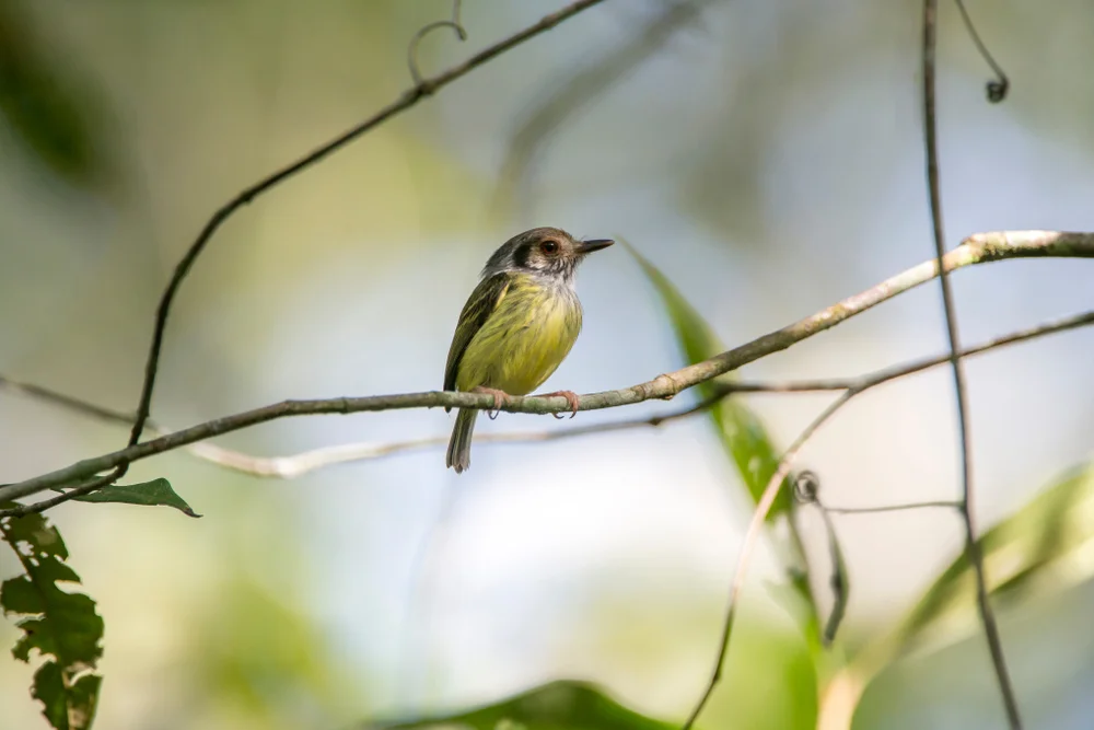 Brillen-Blattspäher (Phylloscartes ophthalmicus)