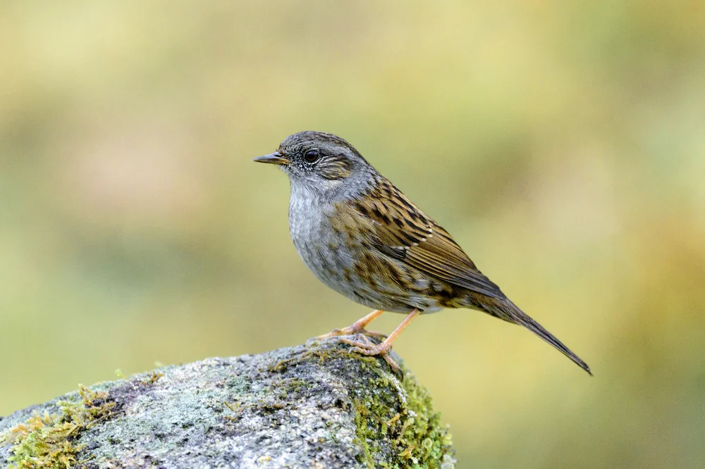 Brillen-Braunelle (Prunella ocularis)