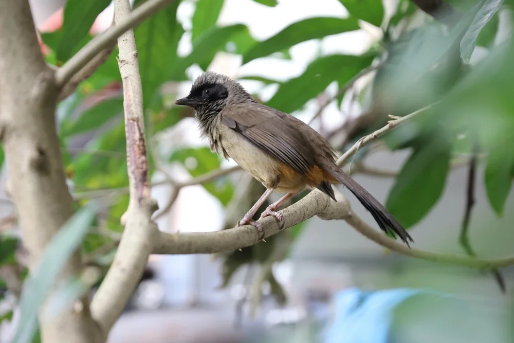 Brillen-Bülbül (Pterorhinus perspiallatus)