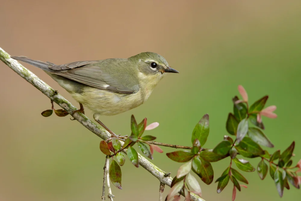 Brillen-Laubsänger (Phylloscopus presbytes)