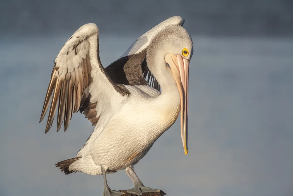 Brillenpelikan (Pelecanus conspicillatus)