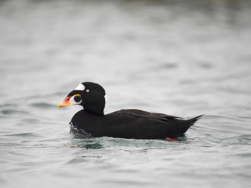 Brillensamtente (Melanitta perspicillata)