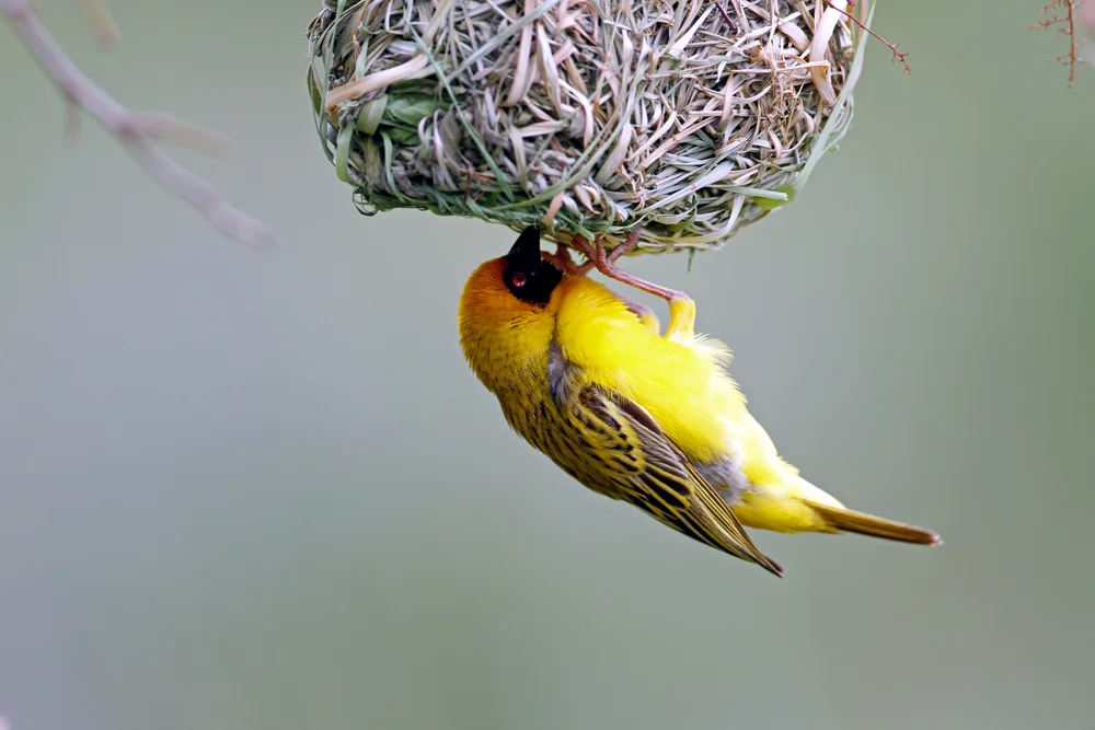 Brillenweber (Ploceus ocularis)