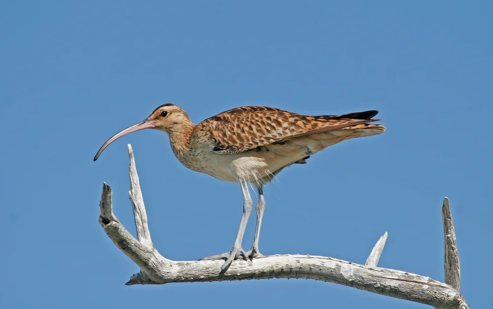 Bristle-thighed Curlew (Numenius tahitiensis)