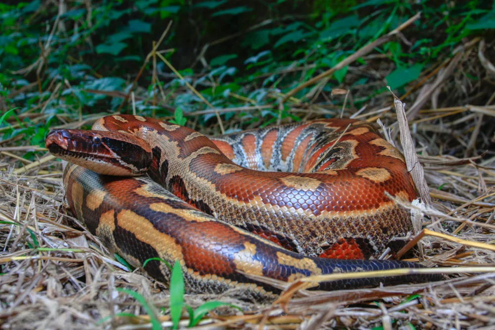 Brongersmai-Python (Python brongersmal)