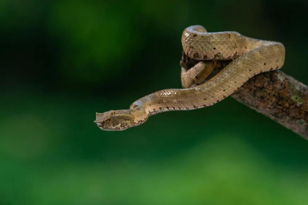 Brongersmas Bambusotter (Trimeresurus brongersmai)