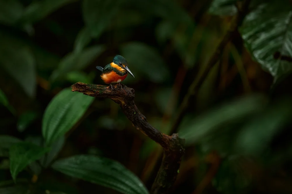 Bronze-Eisvogel (Chloroceryle aenea)