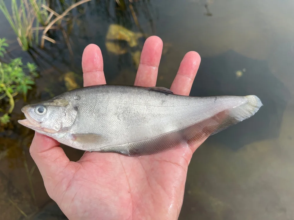 Bronze Messerfisch (Notopterus notopterus)