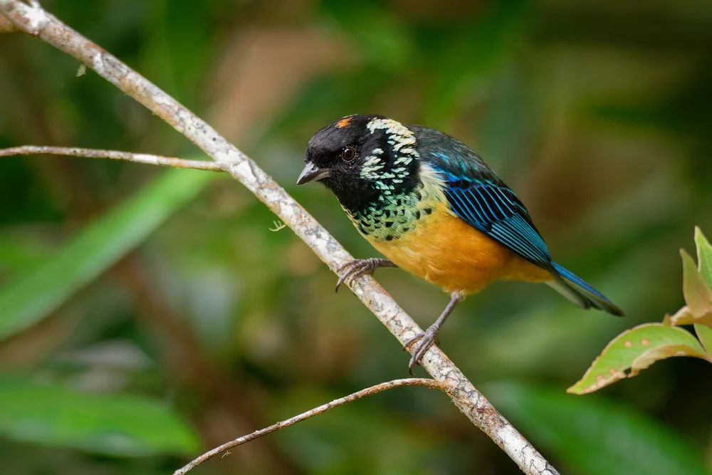 Bronze-Tangare (Tangera fucosa)