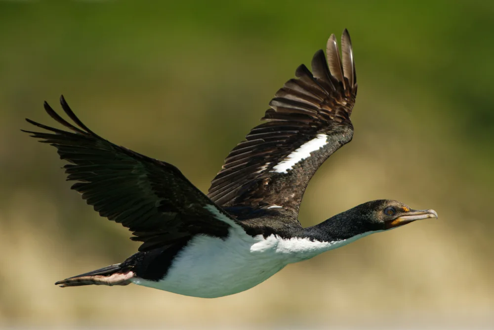 Bronzekormoran (Phalacrocorax chalconotus)