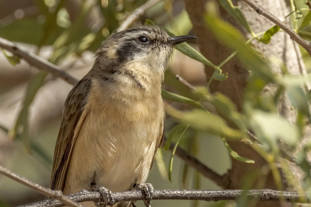 Bronzekuckuck (Chalcites meyerii)