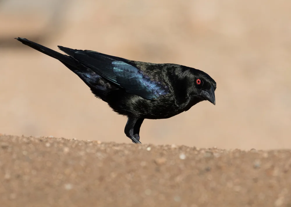 Bronzekuhstärling (Molothrus aeneus)