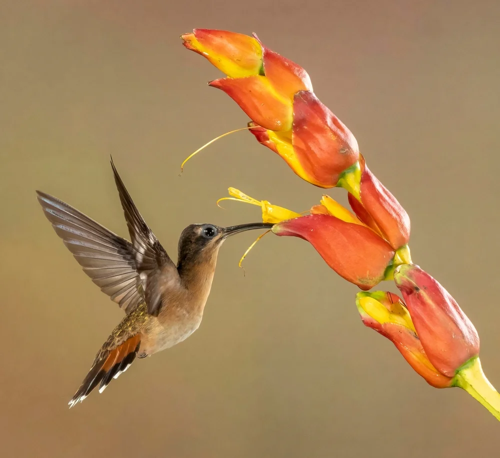 Bronzeschuppenkolibri (Glaucis aeneus)