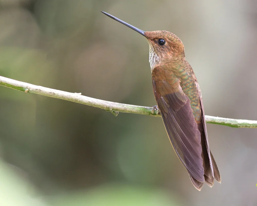 Bronzeschwanz-Nymphe (Coeligena coeligena)