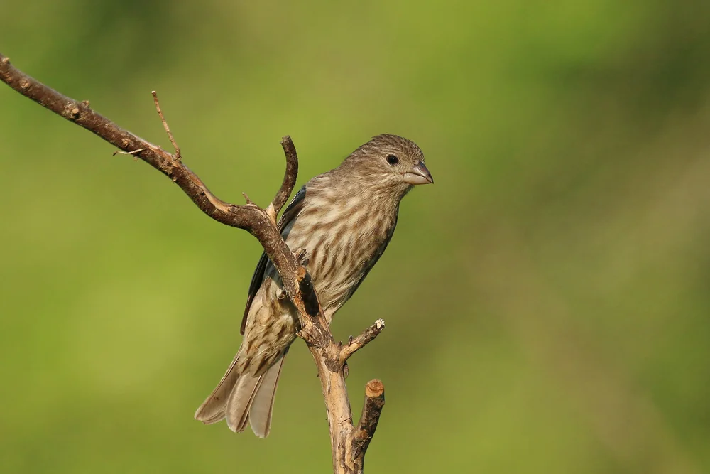 Browns Zwerghoniganzeiger (Symposiachrus browni)