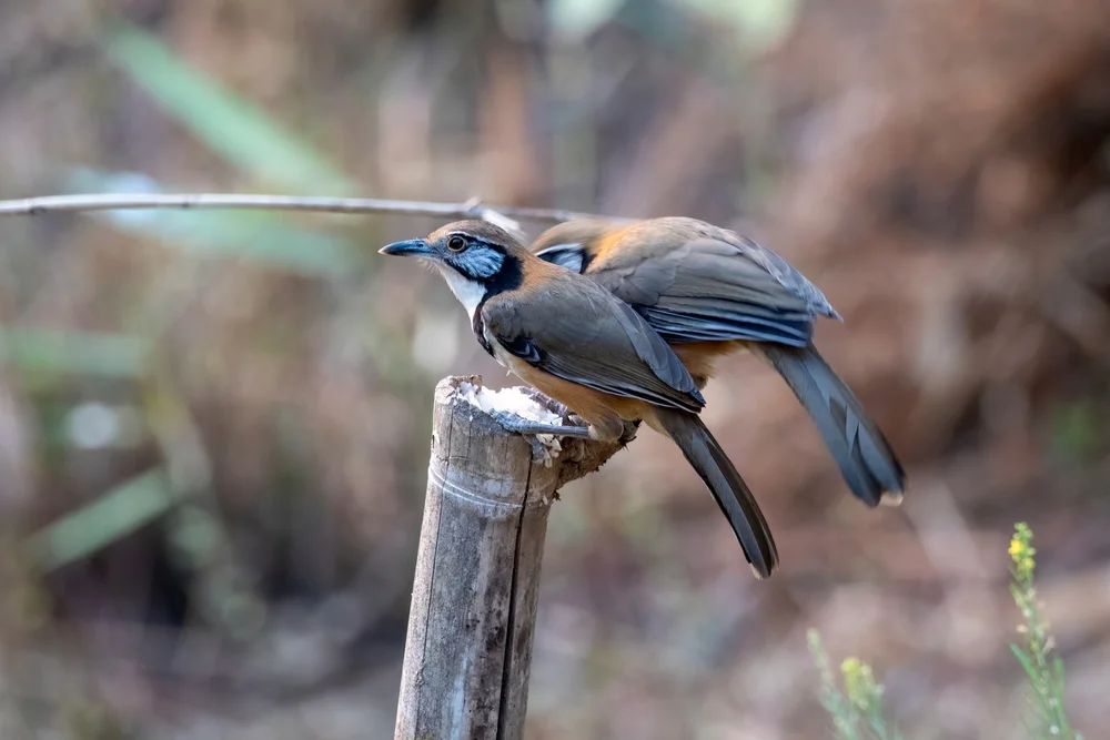 Brust-Baumläufer (Polystictus pectoralis)