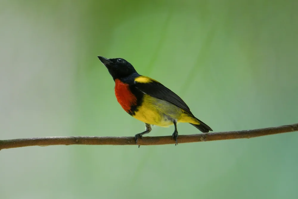 Brust-Blütenpicker (Prionochilus thoracicus)