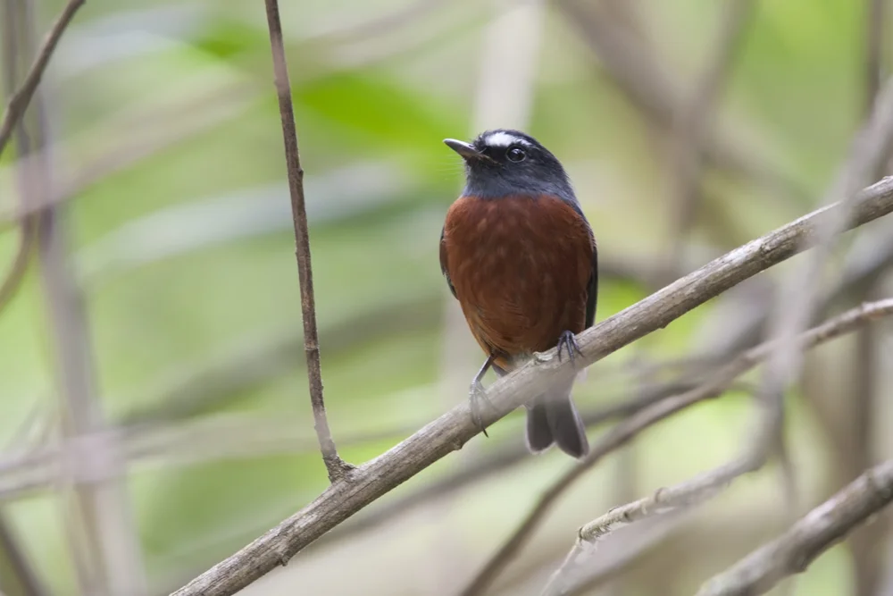 Brust-Tyrann (Ochthæca thoracica)