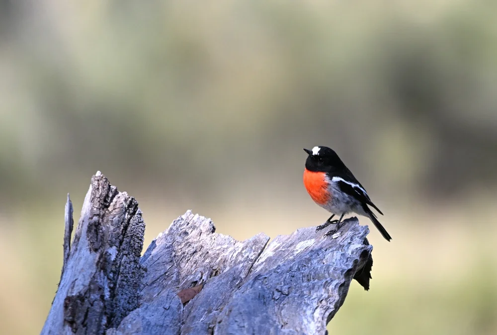 Brustschnäpper (Petroica boodang)