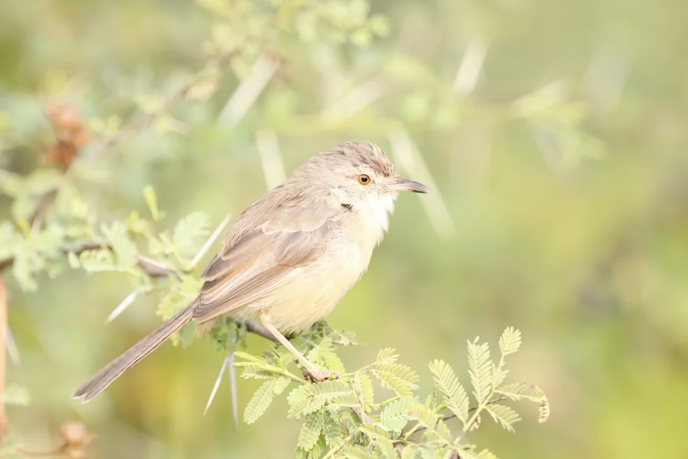 Buchanans Grasmückenrohrsänger (Prinia buchanani)