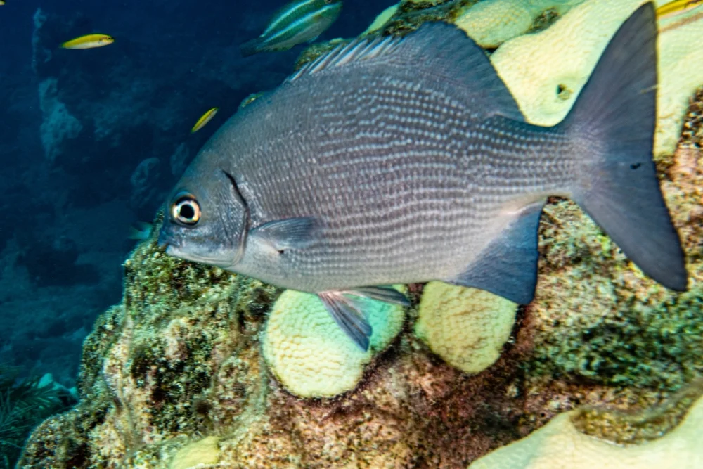 Buckelbarsche (Kyphosidae)