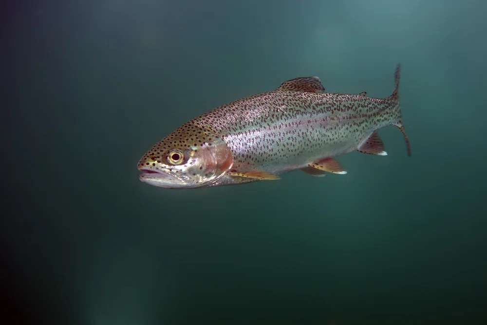 Buckellachs (Oncorhynchus gorbuscha)