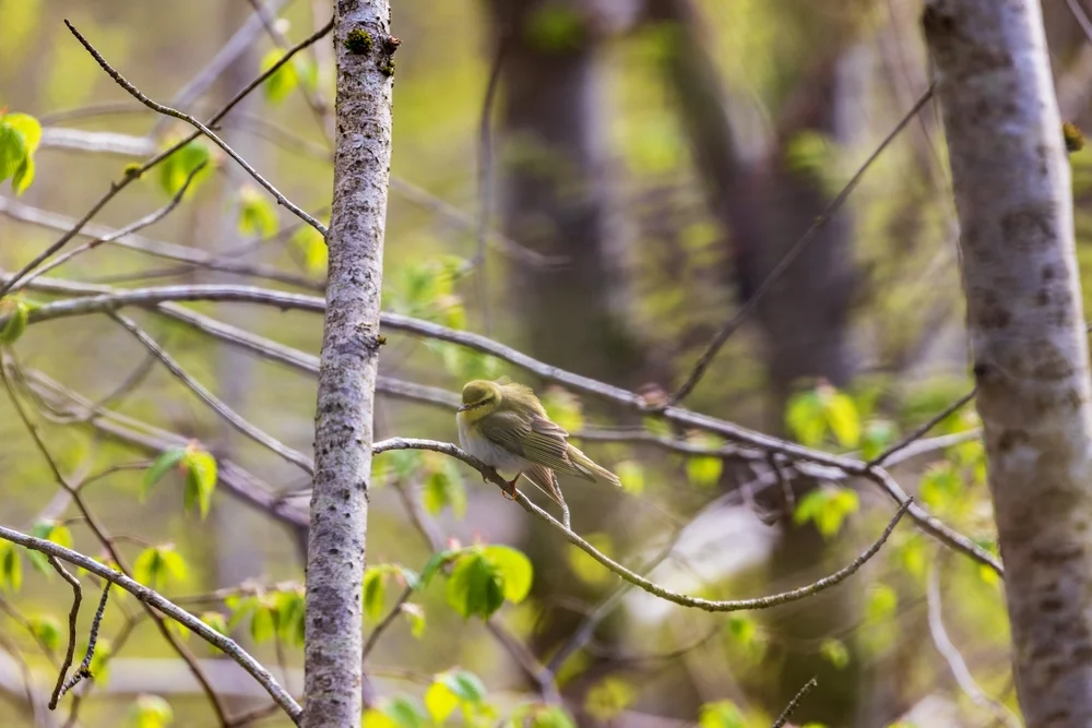 Budongo-Laubsänger (Phylloscopus budongoensis)