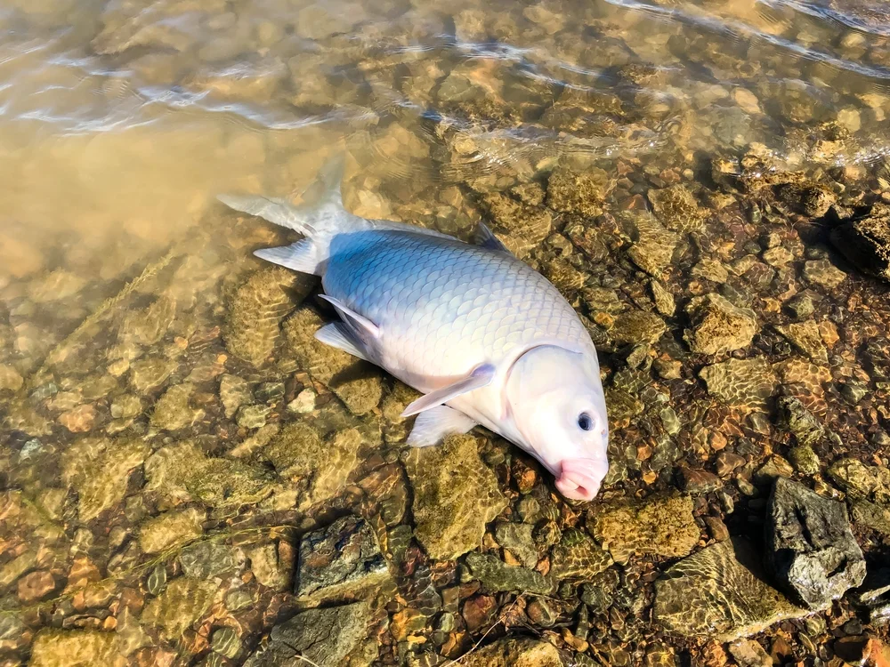 Büffelfische (Ictiobus)