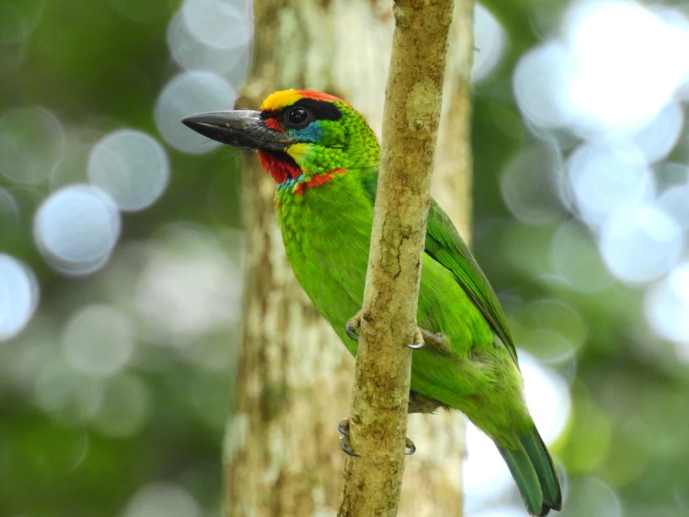 Bürzelbart-Bartvogel (Megalaima mystacophanos)