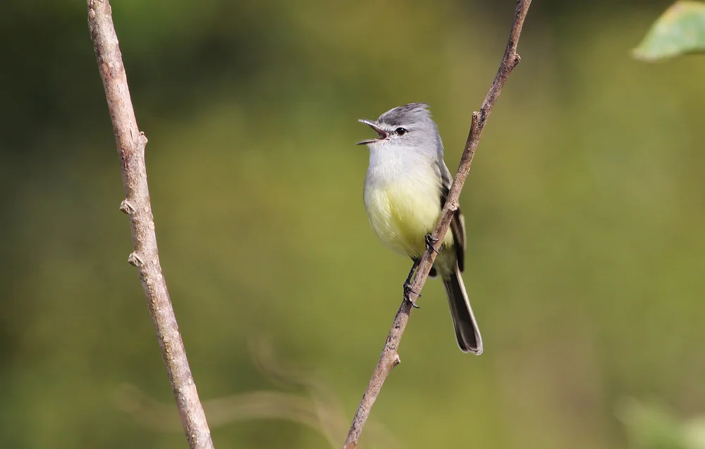 Büscheltyrann (Serpophaga subcristata)