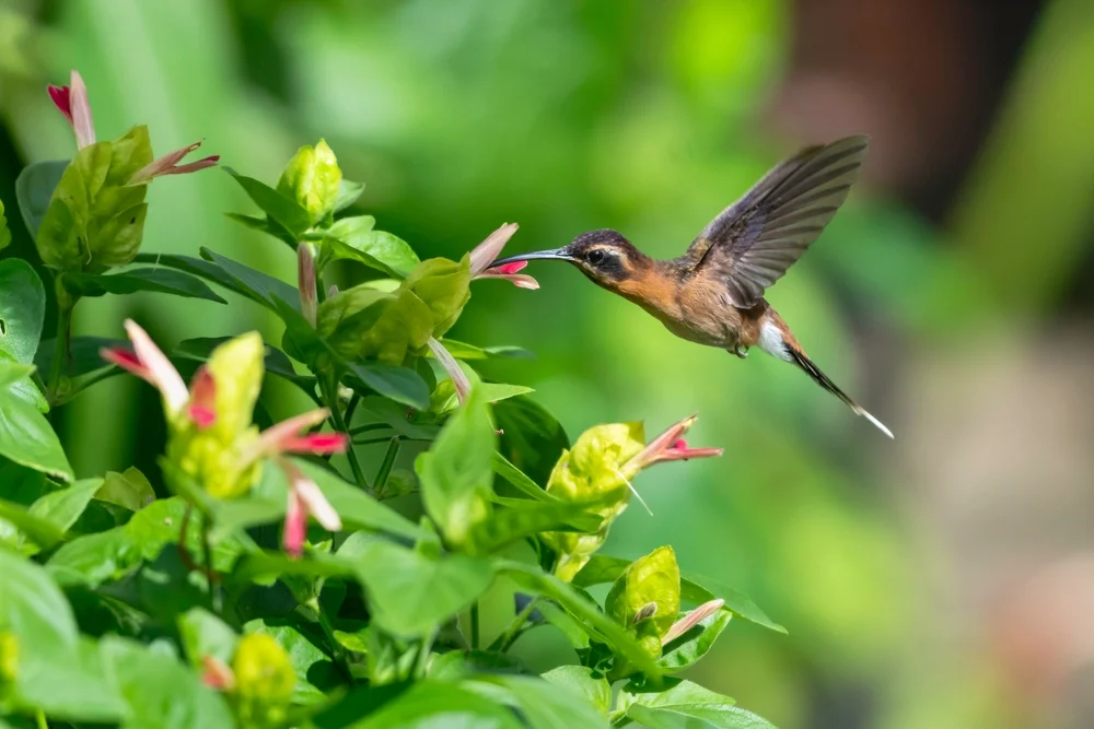 Buffon-Schattenkolibri (Phaethornis subochraceus)