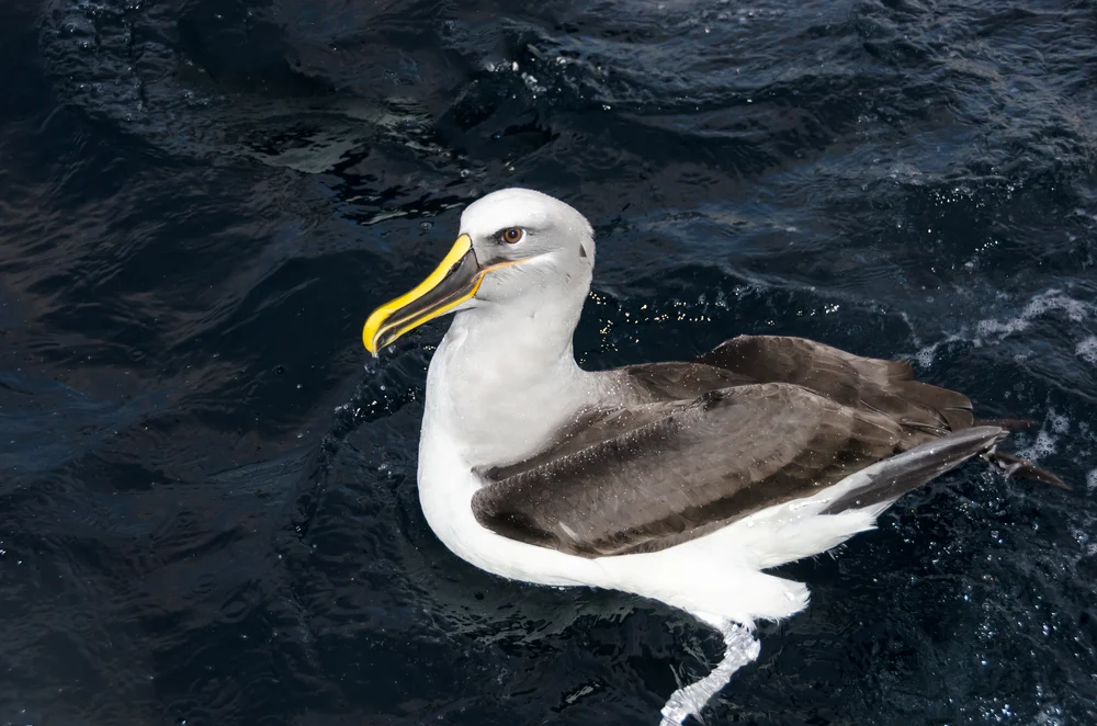 Bullers Albatros (Thalassarche bulleri)
