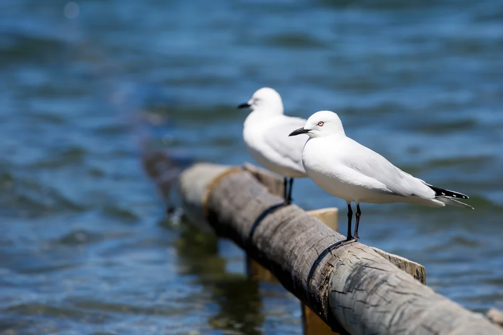 Bullers Möwe (Chroicocephalus bulleri)