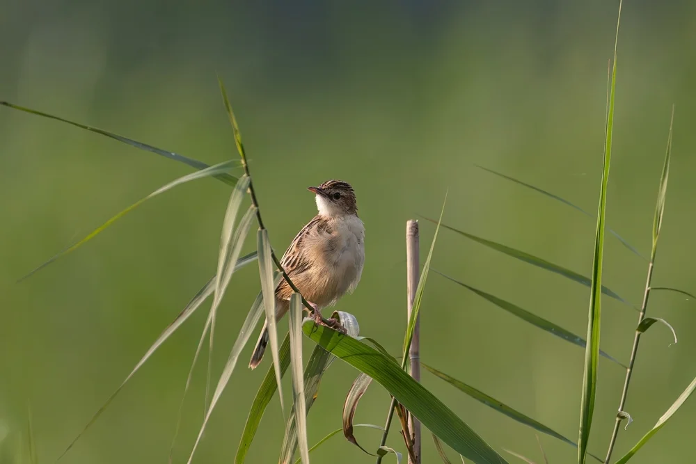 Bulliens Cistensänger (Cisticola bulliens)