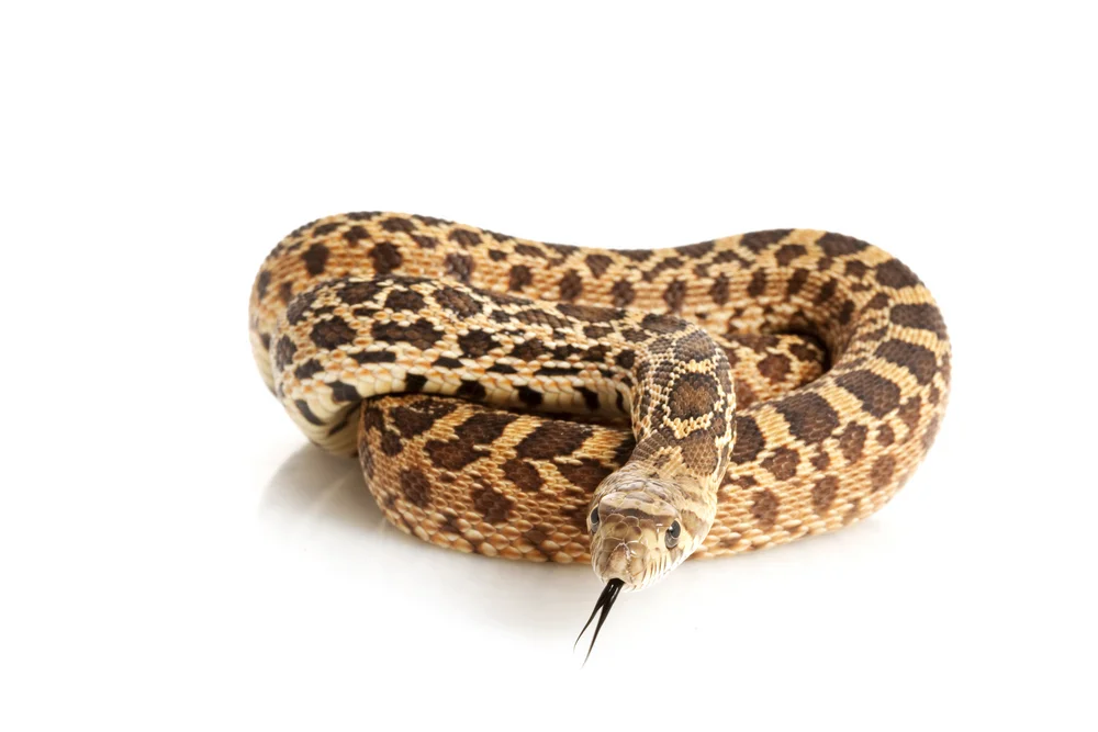 Bullsnake (Pituophis catenifer sayi)