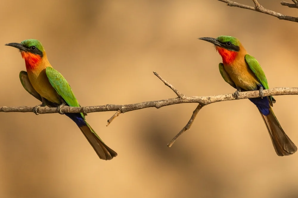 Bulocks Bienenfresser (Merops bulocki)