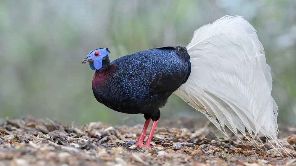 Bulwers Fasan (Lophura bulweri)