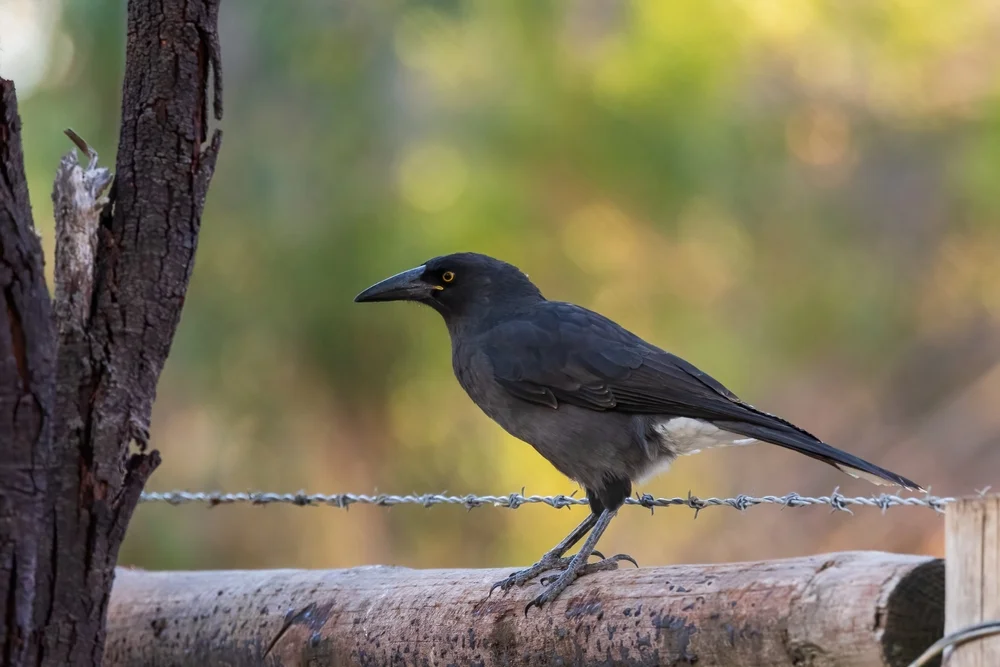 Bunt-Drongo (Strepera versicolor)