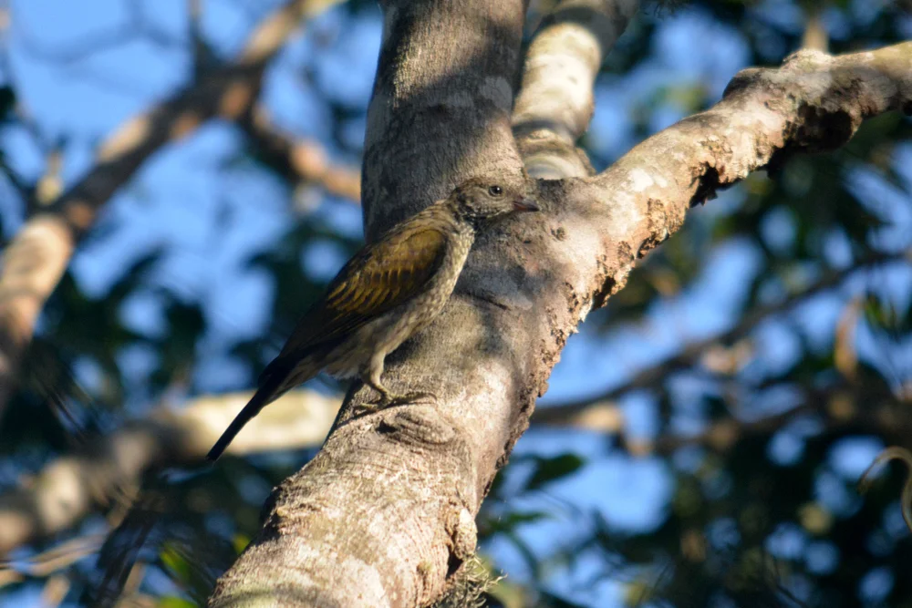 Bunt-Honiganzeiger (Indicator variegatus)