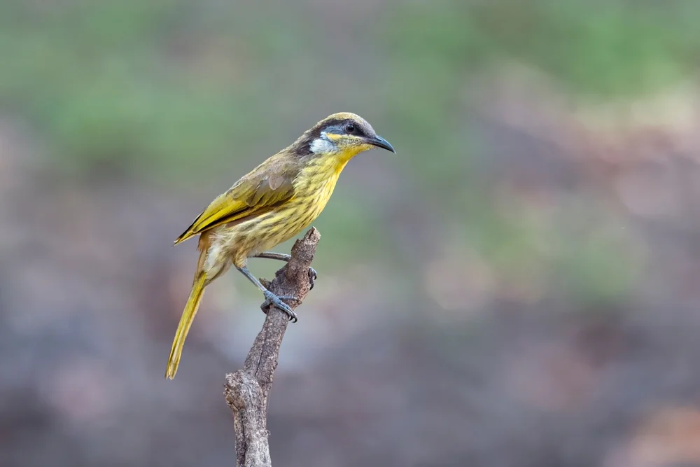 Bunt-Honigfresser (Lichenostomus versicolor)