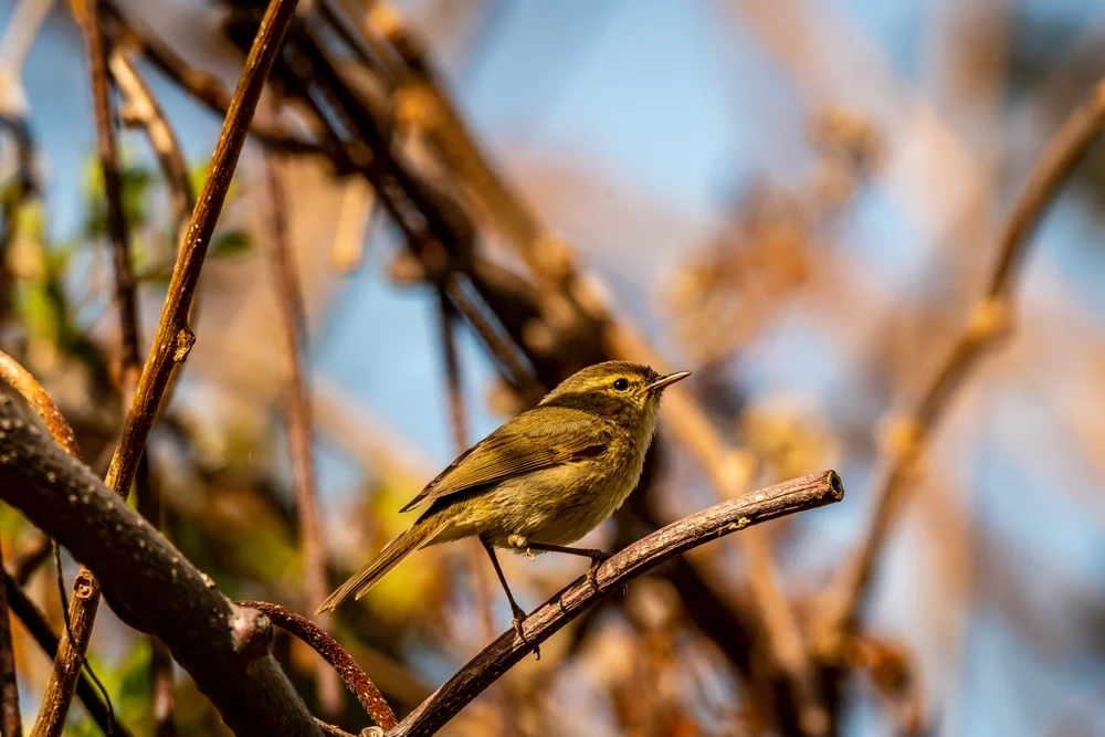 Bunt-Laubsänger (Phylloscopus pulcher)