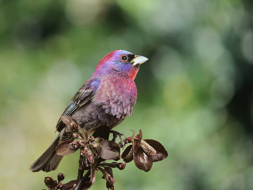 Bunt-Sperling (Passerina versicolor)
