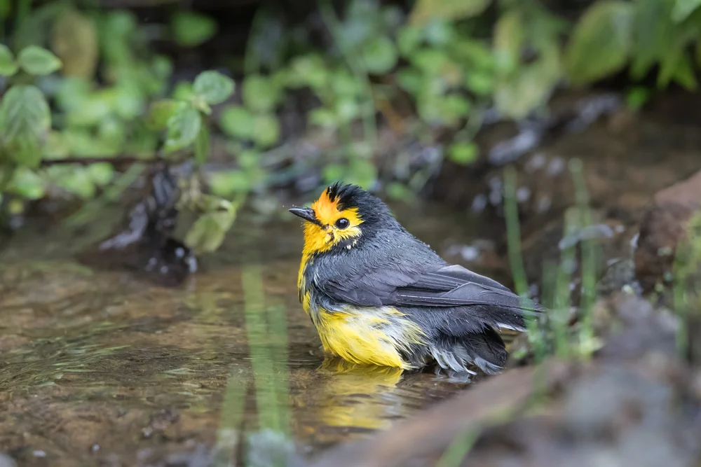 Bunt-Waldsänger (Myioborus ornatus)