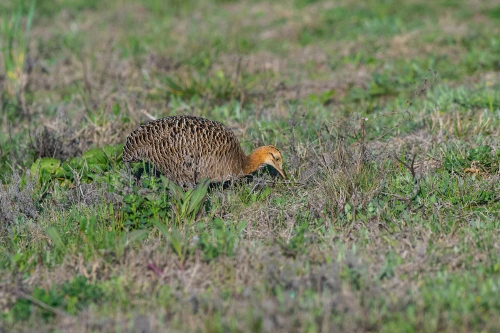 Bunt-Zwergtinamu (Crypturellus variegatus)