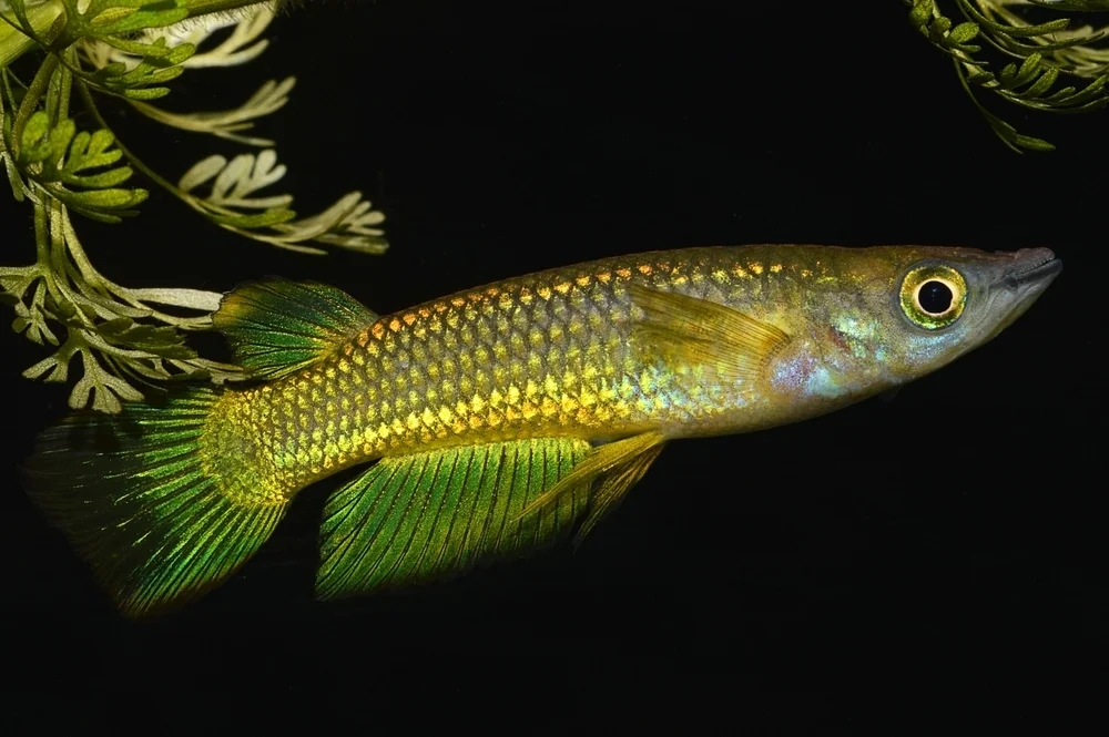 Buntbarsche (Aplocheilidae)