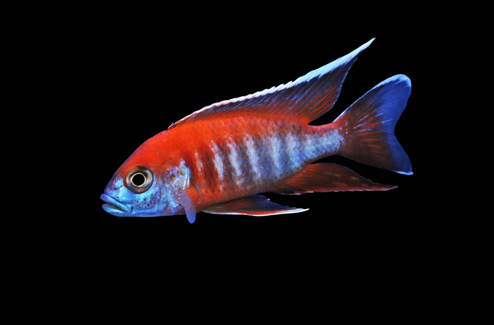 Buntbarsche (Buntbarsche)