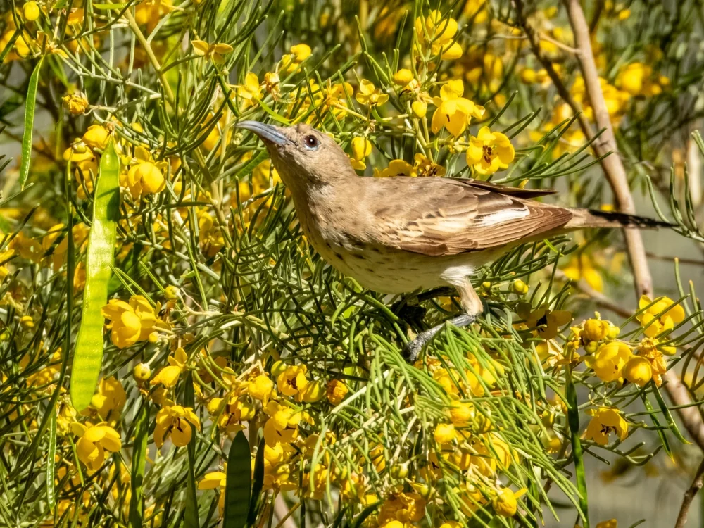 Buntbauch-Baumläufer (Certhionyx variegatus)